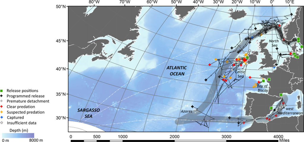 Eel migration report provides insights but also highlights data gaps ...